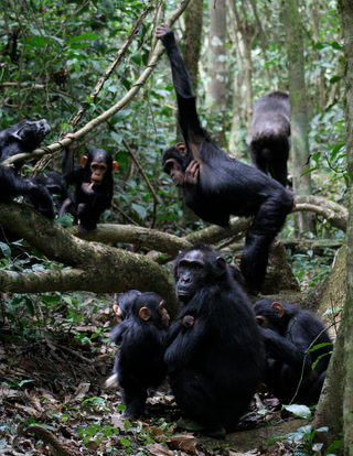 Illustration for article titled Researchers Translate the Meaning of Over 60 Gestures Used by Chimps